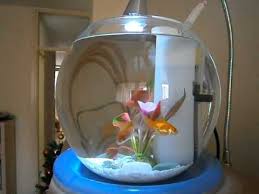 If You Re Looking For The Easiest Fish To Care For In A Bowl You Are In Luck There Are Plenty Of Fish Available That Fit In 2020 Easy Pets Goldfish