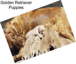 English golden retriever puppies illinois. Golden Retriever Dogs For Sale In Illinois Agriseek Com