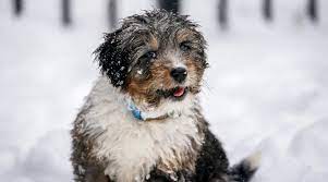 Check spelling or type a new query. Poodle Mixes 61 Different Types Of Doodle Cross Breeds