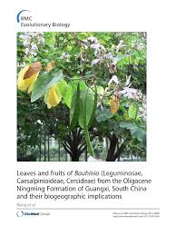 Image result for Aphanocalyx richardsiae