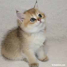kotyata iz pitomnika predlagaem malchikov okrasa zolotaya shinshilla s polnym paketom dokumentov ot shou roditelej proshli aktir cats and kittens cats kittens