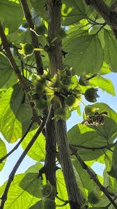 Image result for Bellucia