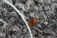 Cimexa dust will last up to 10 years when applied to undisturbed areas. Cover Story Silica Gel A Better Bed Bug Desiccant Pct Pest Control Technology
