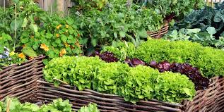 It is specially formulated to grow flavorful vegetables and colorful blooms, and it is ideal for perennials. 15 Best Vegetables To Grow Easy Vegetables To Plant