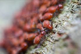 Get started with effective pest control services in your area! North Central Regina Sk Pest Control Company Bird Removal