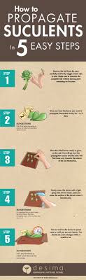A knife, a piece of cardboard/towel, a container, soil, and a little time. How To Propagate Succulents In 5 Easy Step Tanaman Sukulen Taman Sukulen Ide Berkebun