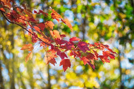 紅葉 や もみじ狩り を英語で説明する35の例文