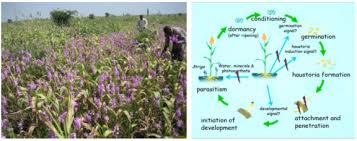 Image result for Striga aspera