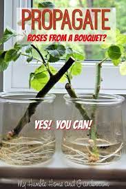 Pin On Flowers Garden Ideas