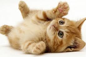 Kediler ve Pratik Bilgiler | EVCİL DOSTLAR - COSMOTURK