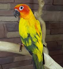 Sun Conure Recognized For Their Beautiful Plumage Sun Conures Are Also Known For Their Vocalizing They Are Intelligent Playful And Are Quieter If Kept As