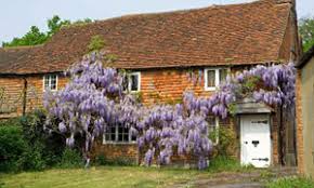 It is also a good longer term project as they are. Wisteria Wisdom Why Won T My Wisteria Flower Is A Most Common Question Daily Mail Online