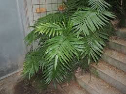 Image result for Stenochlaena