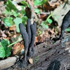 Image result for Xylaria polymorpha