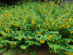 Image result for Chamaecrista parva