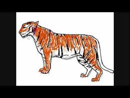Le terme tigre à dents de sabre, aussi appelé smilodon, est un nom vernaculaire renvoyant à un ensemble d'espèces disparues de prédateurs synapsides (un groupe comprenant les mammifères et leurs parents éteints) ressemblant à des tigres et possédant deux longues canines. Dessin De Tigre Comment Dessiner Youtube