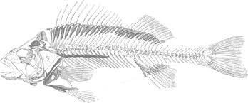 Download Perch Line Art Fish Png Clipart Royalty Free Svg Png