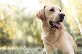 About The Breed Labrador Retriever Highland Canine Professional Dog Training Solutions