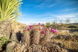 Cactus flower is the only florist in the valley that i will use for flowers for my wife. 4 822 Yucca Cactus Photos Free Royalty Free Stock Photos From Dreamstime