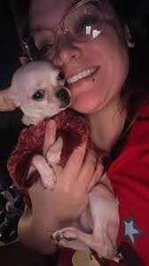 Chihuahua owners dealing with rain in California