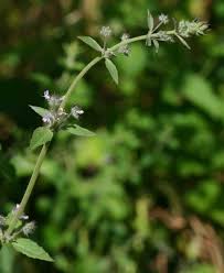 Image result for Mesosphaerum suaveolens