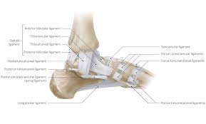 The bones, ligaments, and tendons are each essential parts of the human framework, integrated into a mechanism, the skeleton, that is crucial to. The Leg Ankle And Foot Amboss