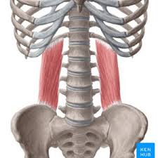 What organ is behind your right lower rib and cup hood ? 14 Powerful Quadratus Lumborum Exercises That Will Relieve Your Back Pain Spinal Rejuvenation