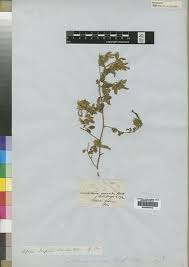 Image result for Crotalaria ononoides