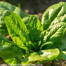 A spenót ideális fogyasztása az lenne, ha nem főznénk, mert sok benne az oxálsav. Mini Ogrod Spenot Spinacia Oleracea Magok Garden Seeds Market Ingyenes Szallitas