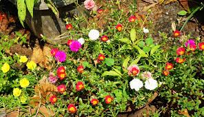 In some towns there were so many people that the lottery took two days and had to be started on june 20th, but in this village, where there were only about three hundred people, the whole lottery took less than two hours, so it. 10 O Clock Plant O Various Colours