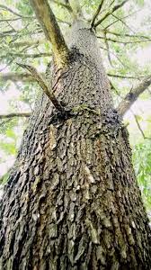 Image result for Acacia mangium