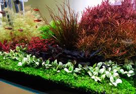 Image result for Wahlenbergia madagascariensis