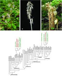 Image result for Pilostyles aethiopica