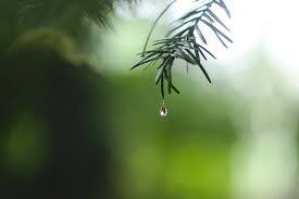Find clues for tear or most any crossword answer or clues for crossword answers. The Real Raindrop Shape Is Not A Teardrop