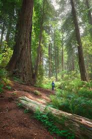 Walking Amongst Giants Scenery Beautiful Tree Sequoia Tree