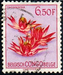 Image result for Thonningia