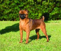 Their main feature is the hair on their faces. Brussels Griffon Dog Breed Profile Petfinder