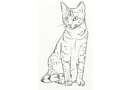 Draw in the tail, then add the whiskers on the other side of the face along with the stripes on the body. How To Draw A Cat Front View Sitting Front View And Side View