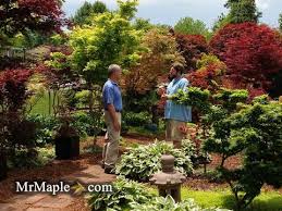 Acer spicatum • dwarf maple, moose maple and white maple. Design Your Garden With Japanese Maples Mr Maple Buy Japanese Maple Trees