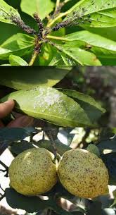 How To Identify Lemon Tree Pests How Identify Lemon Tree Pests Lemon Plant Lemon Tree Citrus Trees