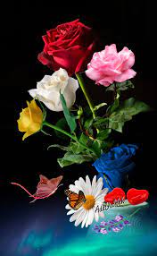 Black and red roses images. Pin By Nubiagabriela Ruiz G On Guller Best Flower Wallpaper Beautiful Flowers Most Beautiful Flowers