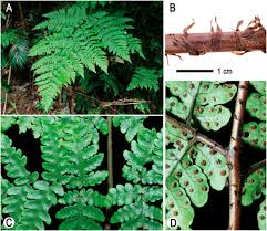 Image result for Tectariaceae