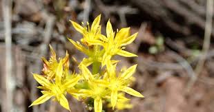 Image result for Chlorophytum stenopetalum