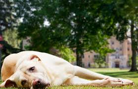 Or, more delightfully, the dog days. The Dog Days Of Summer Saint Mary S College Notre Dame In