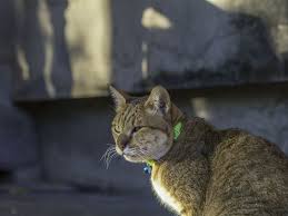 See full list on pets.webmd.com Signs Of Rabies In Cats