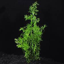 Floating plants are a great addition to a freshwater fish tank because they aggressively feed off the water column and are therefore great at. Water Sprite Aquarium Plant Aquatic Plants For Freshwater Aquariums