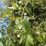 Image result for Rhoicissus revoilii