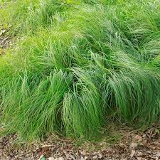 Image result for Carex sp.no.1