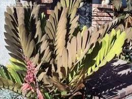 Image result for Alafia zambesiaca