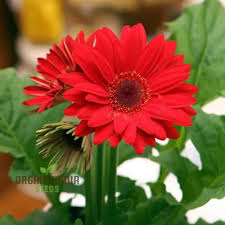 Image result for Gerbera
